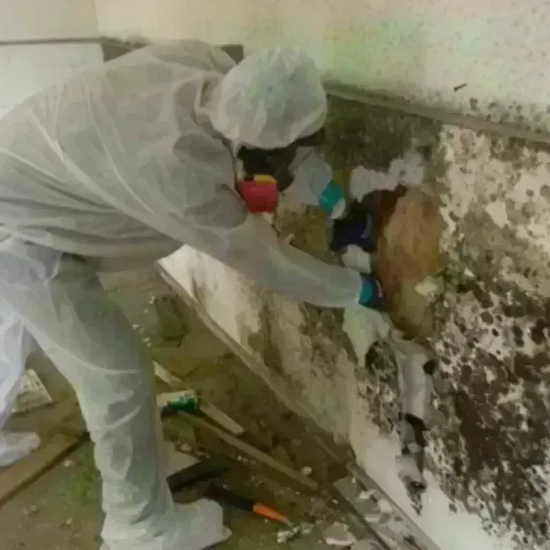 Mold Remediation and Removal in Ceiba, PR